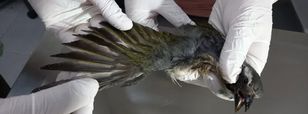 Aves resgatadas em Nova Serrana recebem cuidados no Cetras Divinópolis