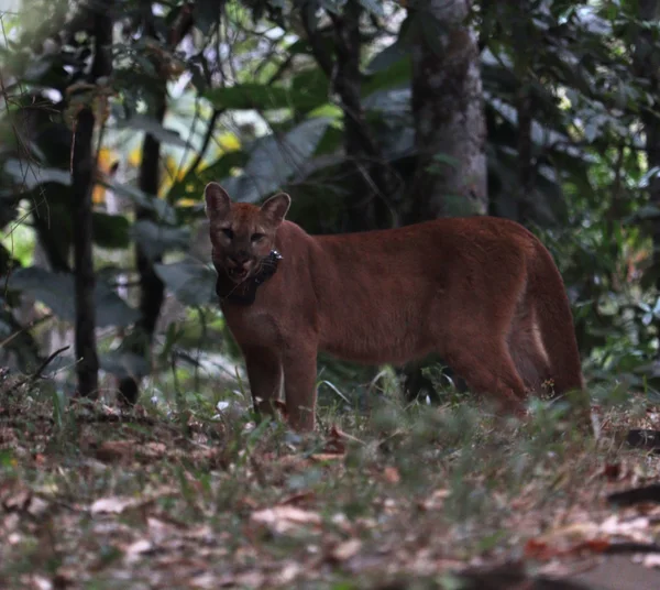 De volta à natureza: onça-parda passa a integrar grupo de animais monitorados por coleira de rastreamento
