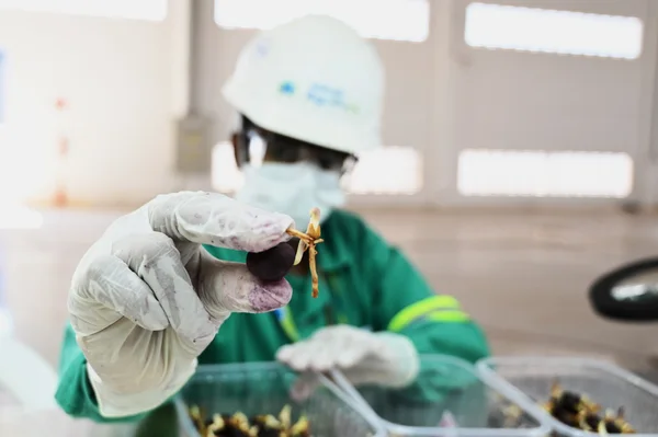 Norte de Minas atrai Centro de Inovação pioneiro em pesquisas de combustível sustentável em escala industrial