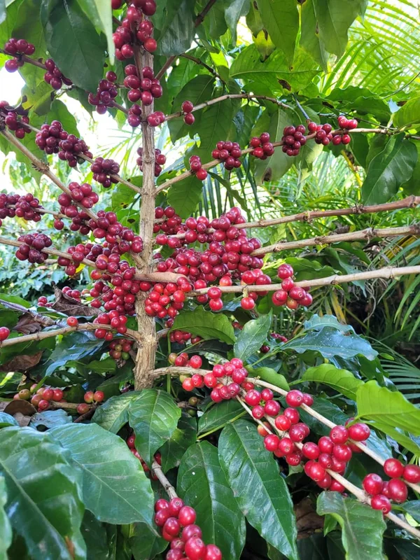 Produtores misturam agrosilício à compostagem e potencializam resultados nas lavouras