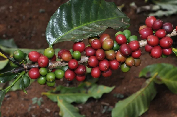 Exportações do agro mineiro mantêm crescimento e alcançam US$ 12,8 bilhões