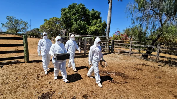 Governo de Minas reforça vigilância com exercício simulado de febre aftosa