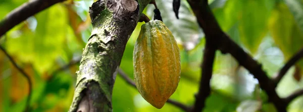 Levantamento inédito da Emater aponta área plantada de 480 hectares de cacau em Minas