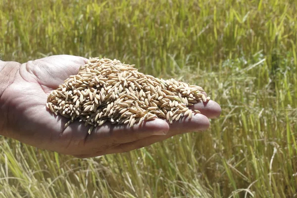 Epamig valida formulação nonomineral capaz de potencializar a germinação de plantas sob estresse