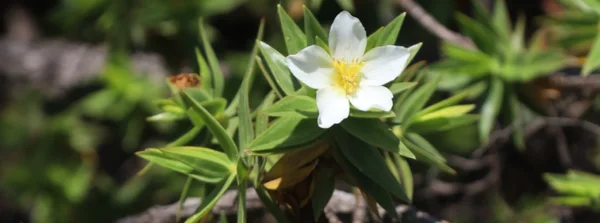 Microlicia geraizeira