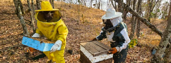 Evento em Montes Claros discute efeitos da crise climática na apicultura