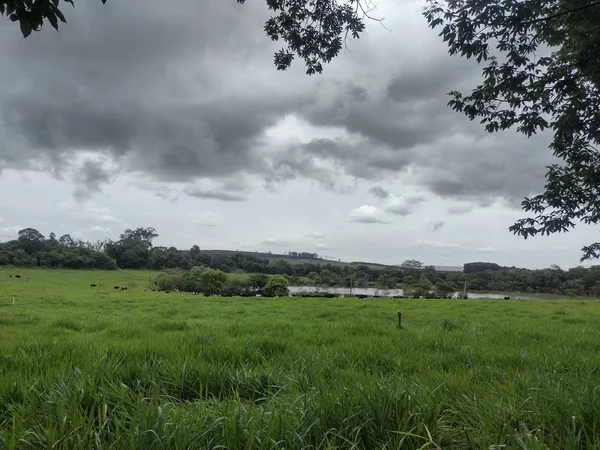 Epamig orienta sobre planejamento forrageiro no período de chuvas
