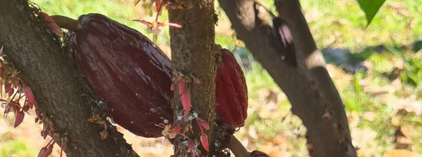 A produção do cacau no Norte de Minas Gerais é possibilitada pela técnica de plantio à pleno sol, consorciada às tradicionais lavouras de banana e sistema de irrigação.