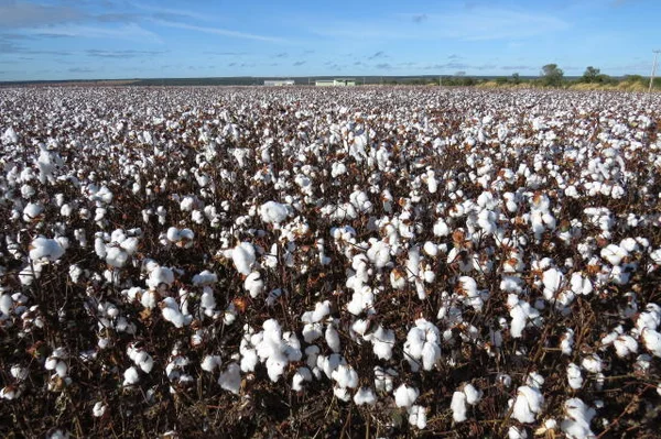 Ações do IMA fortalecem a cotonicultura mineira e ampliam a competitividade do setor