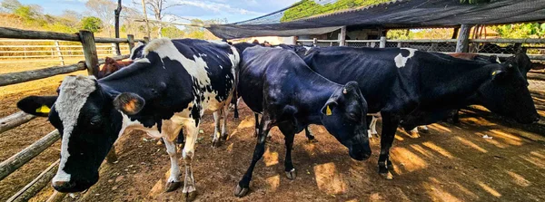 Emater alerta sobre importância da vacinação e do controle de parasitas no rebanho bovino