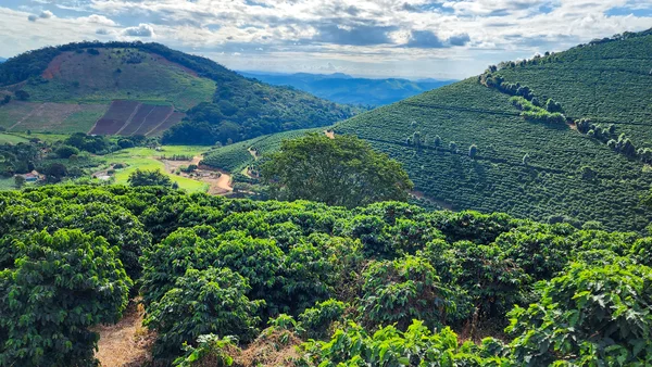 Valor Bruto da Produção agropecuária mineira deve alcançar valor recorde de R$ 168,1 bilhões em 2025