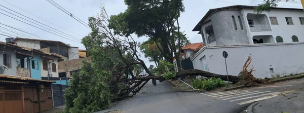 Cemig alerta para riscos e orienta como proceder em caso de quedas de árvores durante tempestades