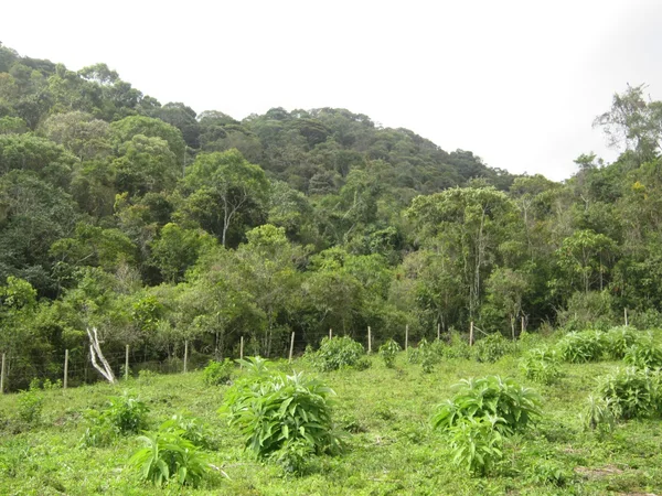 ICMS Ecológico passa a integrar Painel de Indicadores do Sisema e já soma mais de R$ 1 bilhão em repasses aos municípios