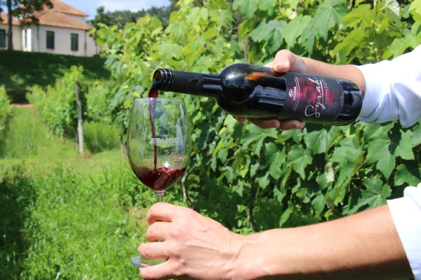 Novos vinhos da Epamig exploram o potencial de madeiras brasileiras 