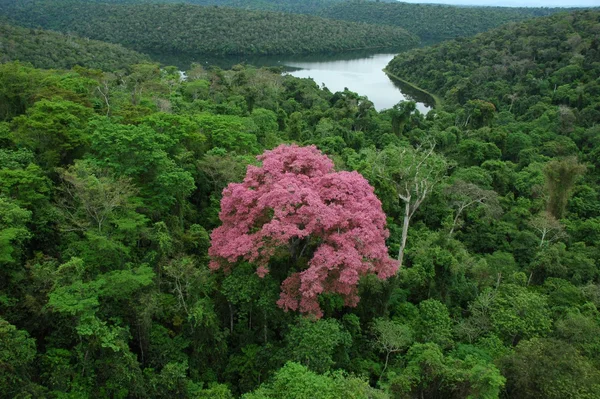 Instituto Estadual de Florestas seleciona organização parceira para gestão do Parque Estadual do Rio Doce