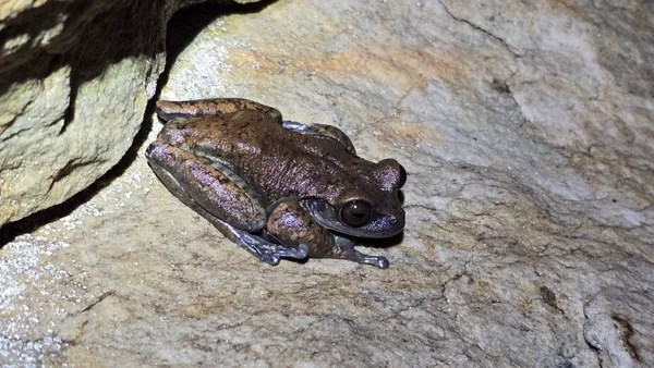 Estudo na Serra do Espinhaço, em Minas Gerais, revela espécies de anfíbios que se reproduzem em cavernas