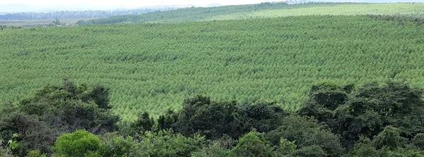 Silvicultura impulsiona produção na agroindústria e no campo 