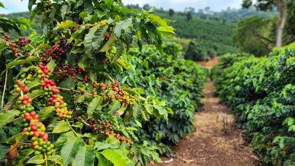Café mineiro impulsiona produção nacional e projeta maior safra da história em 2026
