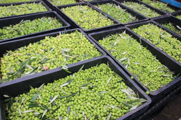 Epamig acompanha projeção de safra recorde na olivicultura em Minas