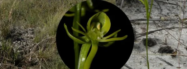 Nova espécie de orquídea é descoberta no Parque Estadual de Grão Mogol