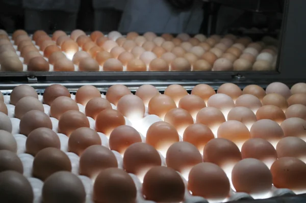 Exportações de ovos crescem 15% e fortalecem a diversificação de produtos mineiros embarcados 