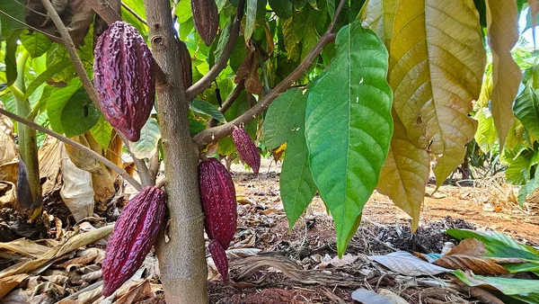 Minas se articula para criar polo de produção de cacau no estado
