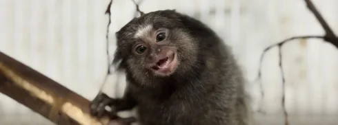 Minas Gerais devolve cerca de 5 mil animais silvestres por ano à natureza com atendimento especializado