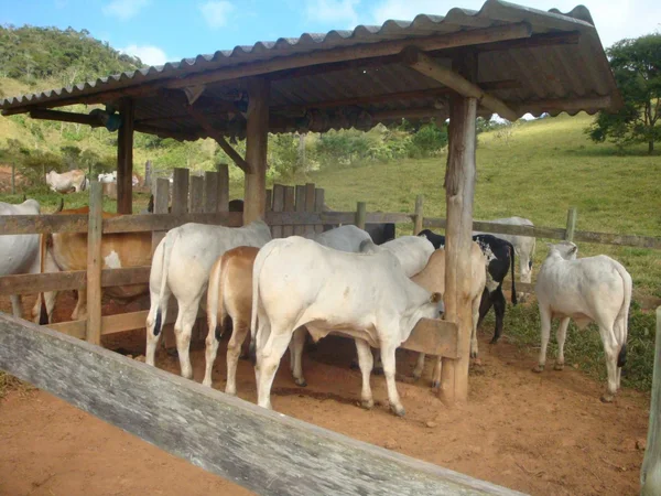 Instituto Mineiro de Agropecuária inicia atualização de rebanhos no estado 