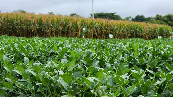 Plantação de soja