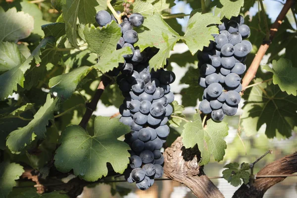 Projeto busca Denominação de Origem para os Vinhos de Inverno do Sul de Minas