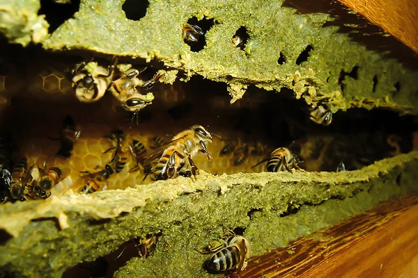 Apicultores da região da Serra da Canastra reinventam a produção de própolis-verde com apoio de pesquisas