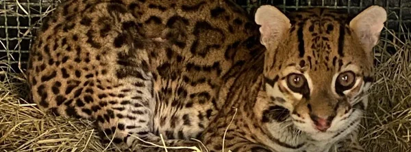 Jaguatirica é devolvida à natureza após recuperação no Cetas de Juiz de Fora