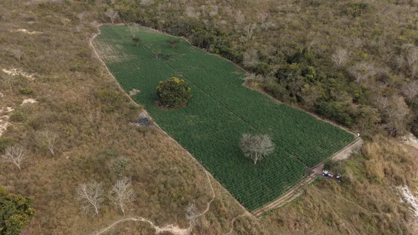 Plantação com 40 mil pés de maconha no Vale do Jequitinhonha é alvo da Polícia Civil de Minas