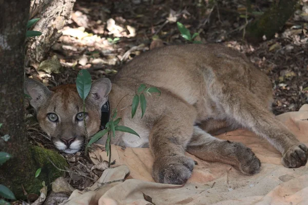 Conheça o sistema de monitoramento que fortalece a conservação de animais silvestres no Parque do Rola-Moça, em Minas Gerais