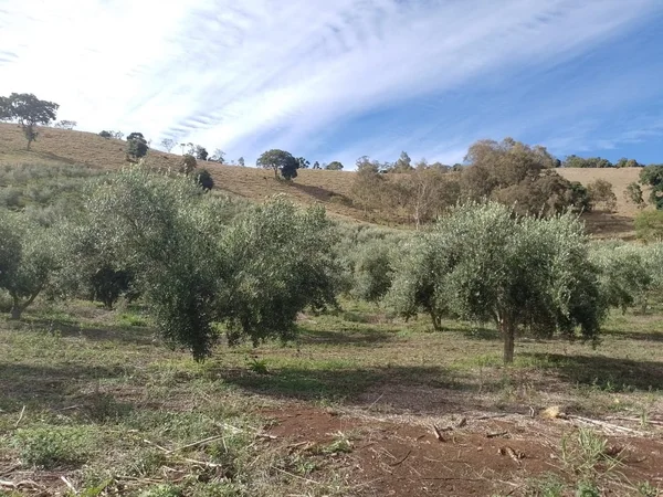 Olival do Azeite Alto da Serra, no município de Cristina
