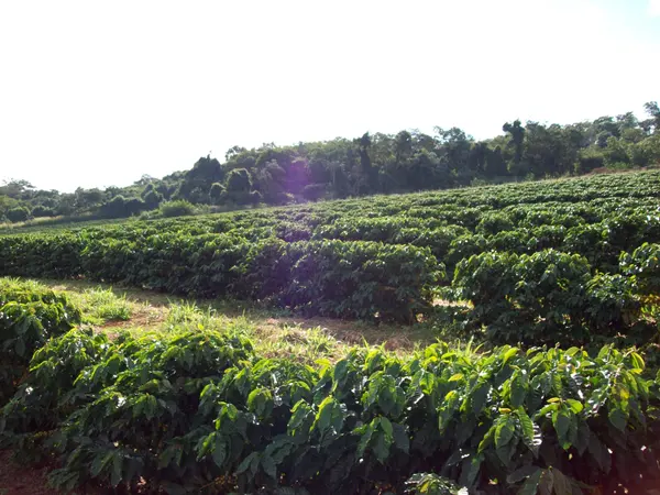 Minas tem mais de um milhão de hectares plantado de café, sendo responsável por mais de 50% da safra brasileira