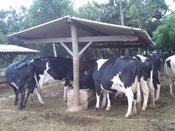 Propriedade da pecuarista Delibe Menezes: produção multiplicada por 5 após financiamento e orientação técnica
