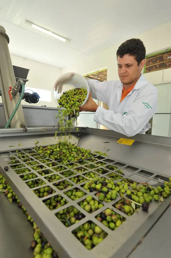 Extração de azeite na Fazenda Experimental da Epamig, em Maria da Fé