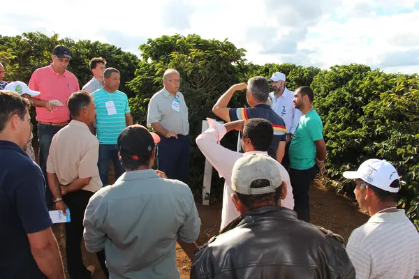 Trabalho da Epamig tem indicado cultivares de café aptas para a região de Capelinha