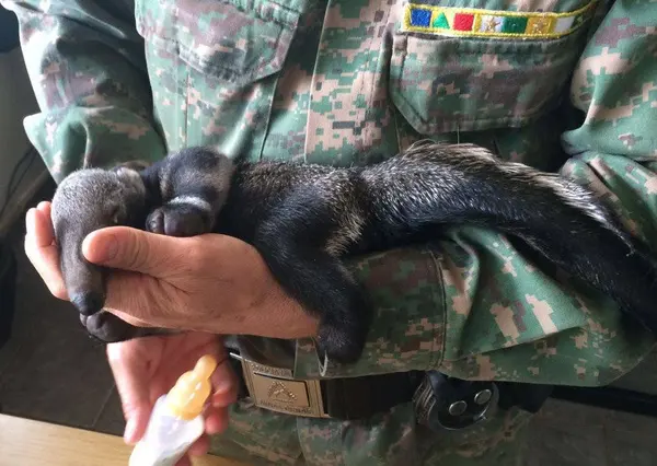 Instituto Estadual de Florestas reabilita animais silvestres vítimas de crimes ambientais