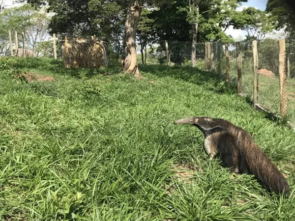 Instituto Estadual de Florestas reabilita animais silvestres vítimas de crimes ambientais