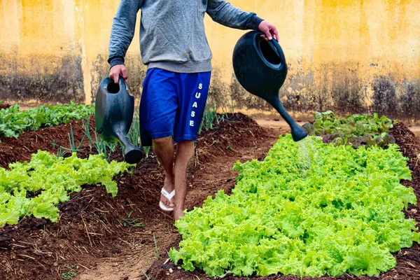 Produção de hortaliças e plantas medicinais contribui para reinserção de jovens do Centro Socioeducativo de Montes Claros