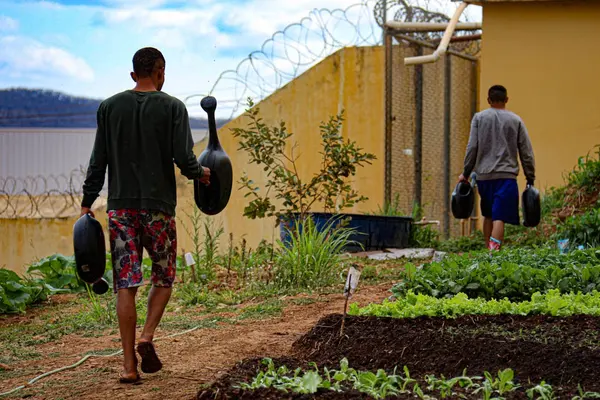 Produção de hortaliças e plantas medicinais contribui para reinserção de jovens do Centro Socioeducativo de Montes Claros