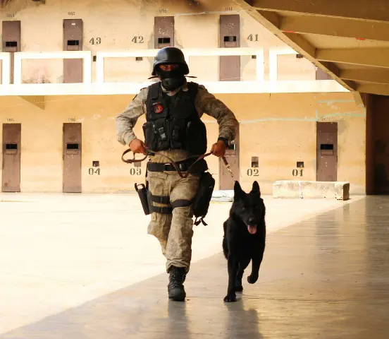 Agentes bons de faro: cachorros ajudam na rotina de segurança das unidades prisionais do Estado