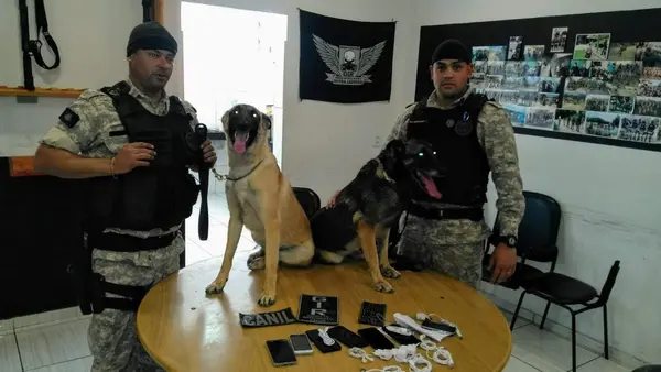 Agentes bons de faro: cachorros ajudam na rotina de segurança das unidades prisionais do Estado