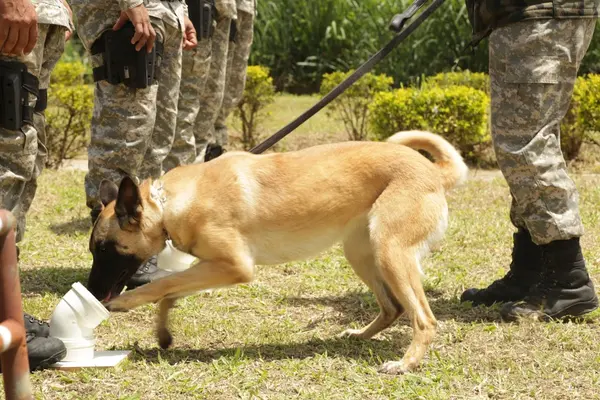 Agentes bons de faro: cachorros ajudam na rotina de segurança das unidades prisionais do Estado
