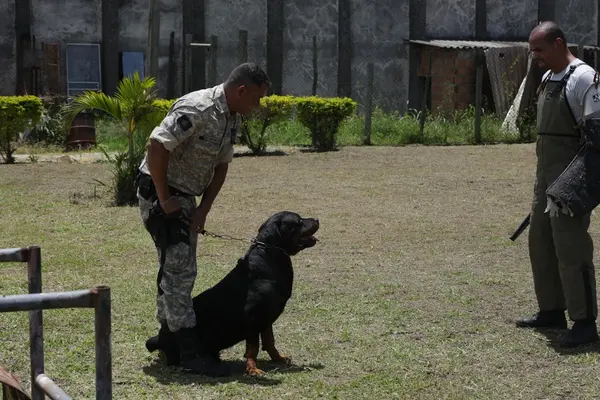 Agentes bons de faro: cachorros ajudam na rotina de segurança das unidades prisionais do Estado