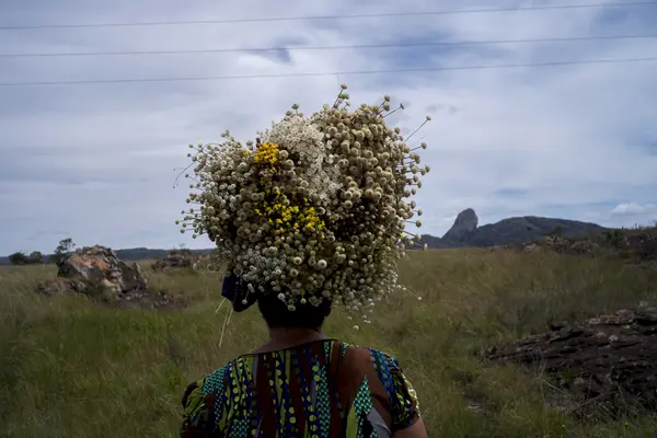 Tradicional coleta de sempre-vivas agora é patrimônio agrícola mundial