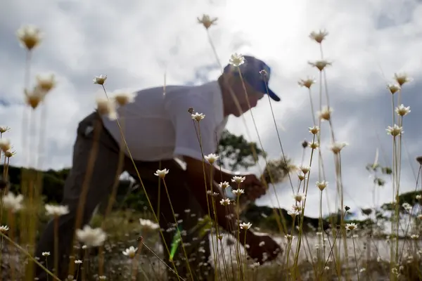 Tradicional coleta de sempre-vivas agora é patrimônio agrícola mundial