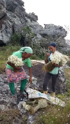 Tradicional coleta de sempre-vivas agora é patrimônio agrícola mundial